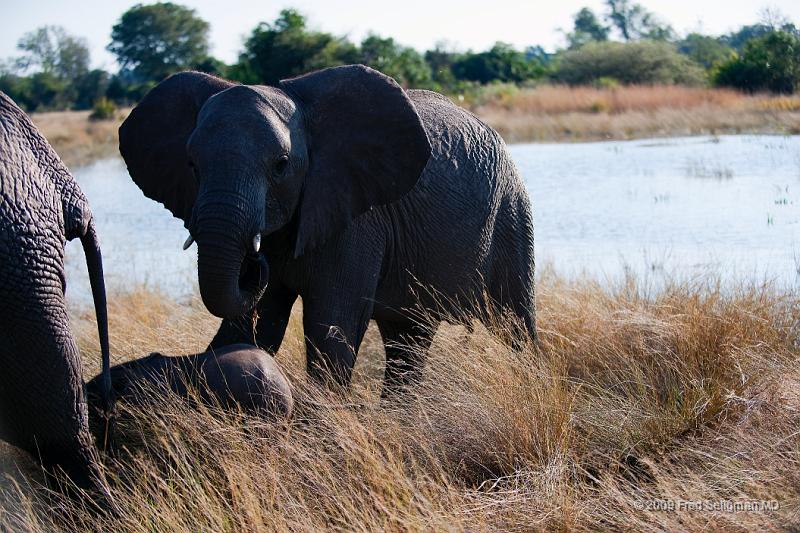 20090614_085048 D3 X1.jpg - Following large herds in Okavango Delta